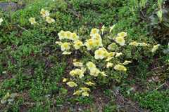 Rhododendron lepidotum
